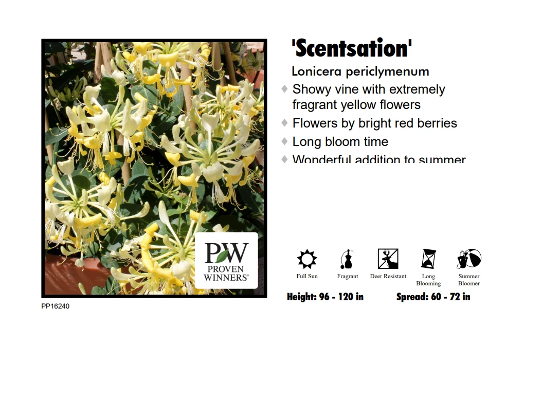 Pandy's Garden Center Honeysuckle - Scentsation 3 Pandy's Garden Center Honeysuckle - Scentsation