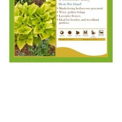 Pandy's Garden Center Perennials Hosta ‘Fire Island’