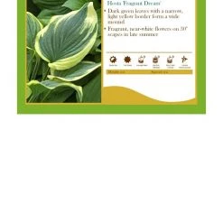 Pandy's Garden Center Perennials Hosta ‘Fragrant Dream’