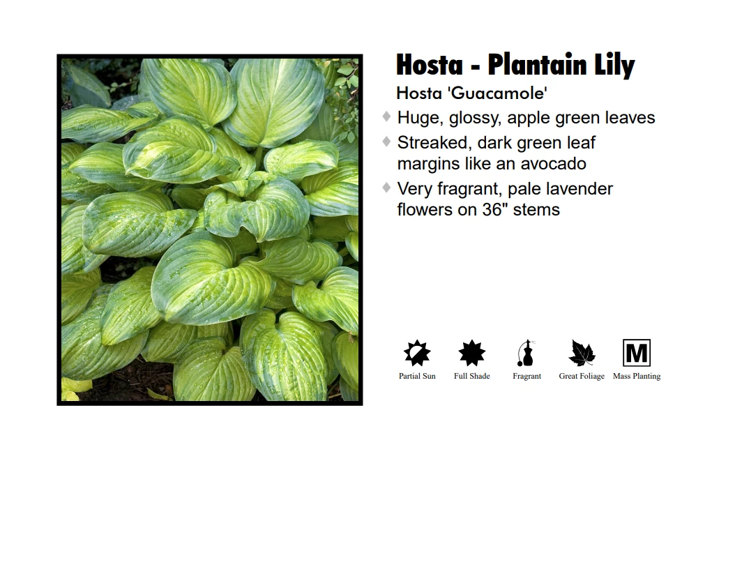 Pandy's Garden Center Hosta - Guacamole 3 Pandy's Garden Center Hosta - Guacamole