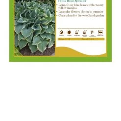 Pandy's Garden Center Hosta ‘Regal Splendor’ Perennials