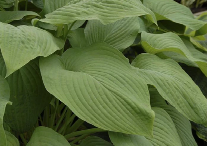 Pandy's Garden Center Hosta - T-Rex Perennials 3 Pandy's Garden Center Hosta - T-Rex Perennials