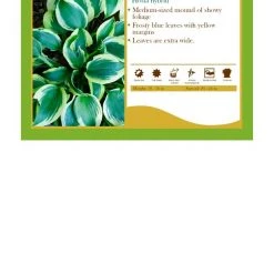 Pandy's Garden Center Hosta ‘Autumn Frost’
