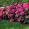 Pandy's Garden Center Hydrangea Summer Crush Endless Summer