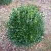 Pandy's Garden Center Boxwood Green Gem Nursery