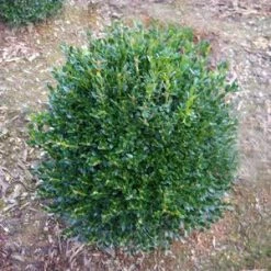 Pandy's Garden Center Boxwood Green Gem Nursery