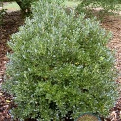 Pandy's Garden Center Inkberry Dense