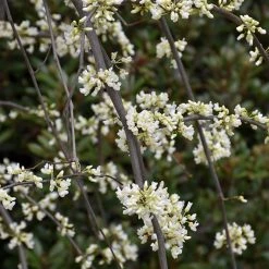 Pandy's Garden Center Redbud - Weeping Vanilla Twist
