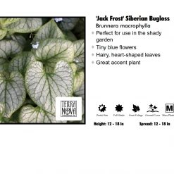 Pandy's Garden Center Brunnera - Jack Frost