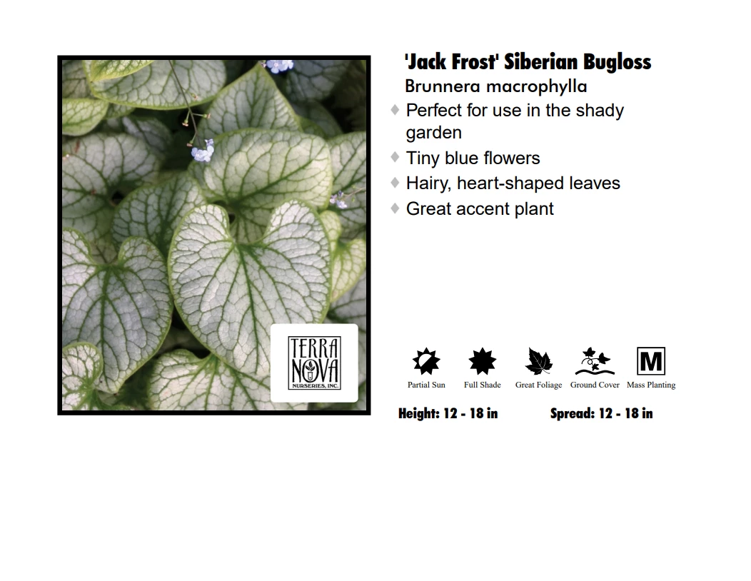 Pandy's Garden Center Brunnera - Jack Frost 3 Pandy's Garden Center Brunnera - Jack Frost