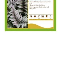 Pandy's Garden Center Athyrium Niponicum Pictum Red Beauty Japanese Painted Fern