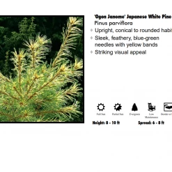 Pandy's Garden Center Pine - Japanese White