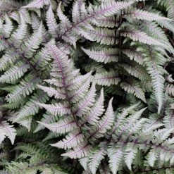 Pandys Garden Center Perennials Athyrium Niponicum Pictum - Japanese Painted Fern