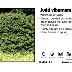 Pandy's Garden Center Viburnum Judd’s Fragrant Nursery