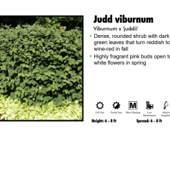 TreeTyme Nursery Viburnum - Juddii