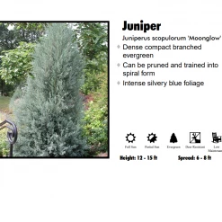 Pandy's Garden Center Juniper - Moonglow