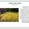 Pandy's Garden Center Nursery Juniper Mother Lode Spreading