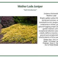 Pandy's Garden Center Nursery Juniper Mother Lode Spreading