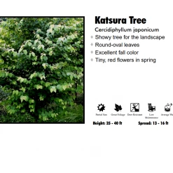 Pandy's Garden Center Katsura Nursery