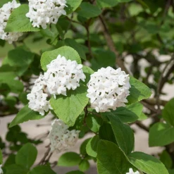 TreeTyme Nursery Viburnum - Korean Spice Compactum