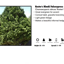 Pandy's Garden Center Hinoki Cypress - Kosteri