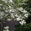 Walker Nursery Dogwood - Venus Korean