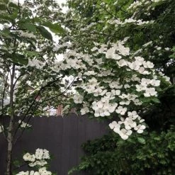 Walker Nursery Dogwood - Venus Korean