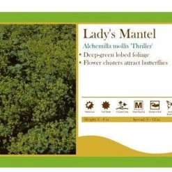 Pandy's Garden Center Alchemilla Mollis 'Thriller’ Lady's Mantel