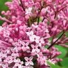 Pandy's Garden Center Lilac 'Josee Dwarf' Pink