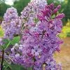 Pandy's Garden Center Nursery Lilac Tiny Dancer Violet Purple