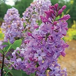 Pandy's Garden Center Nursery Lilac Tiny Dancer Violet Purple