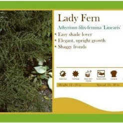 Pandy's Garden Center Athyrium Filix-femina 'Linearis' Fern Lady Perennials
