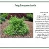 Iseli Prag European Larch Nursery