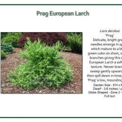 Iseli Prag European Larch Nursery