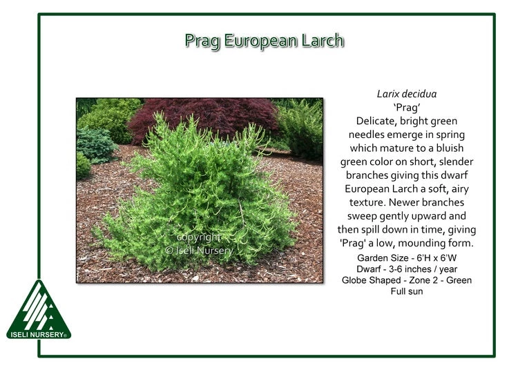 Iseli Prag European Larch Nursery 3 Iseli Prag European Larch Nursery