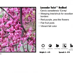 Pandy's Garden Center Redbud - Lavender Twist Weeping
