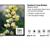 SUNBEAM GARDENS Perennials Baptisia