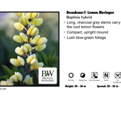 SUNBEAM GARDENS Perennials Baptisia