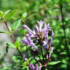 Pandy's Garden Center Nursery Chinese Leptodermis