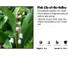Pandy's Garden Center Convallaria - 'Lily Of The Valley'