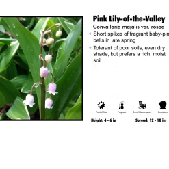 Pandy's Garden Center Convallaria - 'Lily Of The Valley'