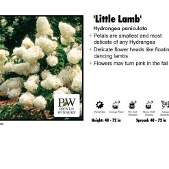 Red Rock Nursery Hydrangea - Little Lamb