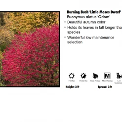 Pandy's Garden Center Burning Bush - Little Moses Dwarf