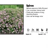 Pandy's Garden Center Spirea - Little Princess Nursery