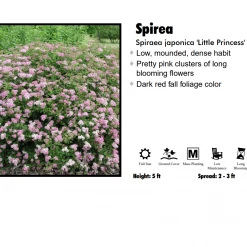 Pandy's Garden Center Spirea - Little Princess Nursery