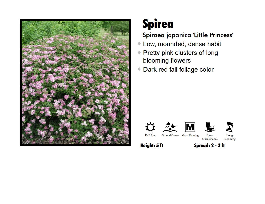 Pandy's Garden Center Spirea - Little Princess Nursery 3 Pandy's Garden Center Spirea - Little Princess Nursery