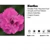 Pandy's Garden Center Perennials Dianthus ’Mountain Frost’