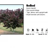 Walker Nursery Redbud - Merlot 2 Walker Nursery Redbud - Merlot