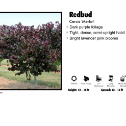 Walker Nursery Redbud - Merlot