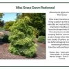 Iseli Nursery Miss Grace Weeping Redwood